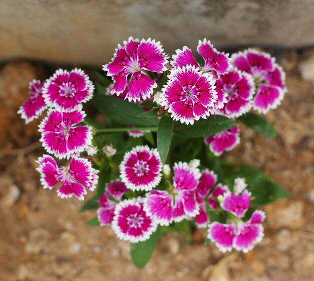 Foto close-up van roze bloeiende planten