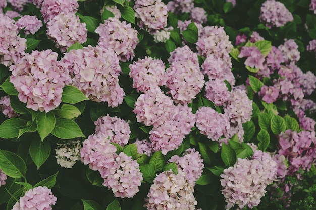 Close-up van roze bloeiende planten