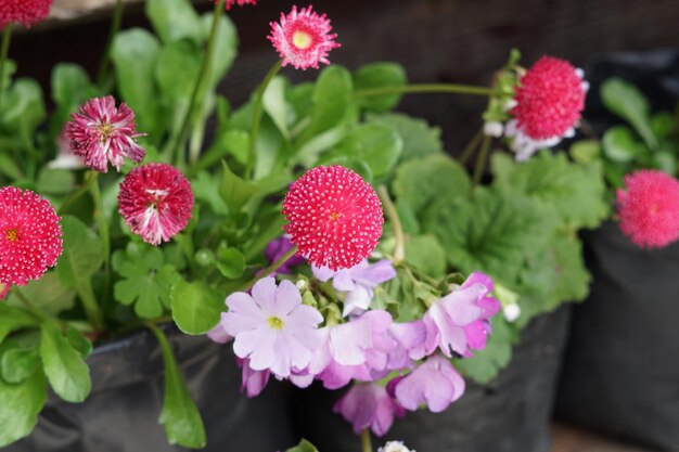 Foto close-up van roze bloeiende planten