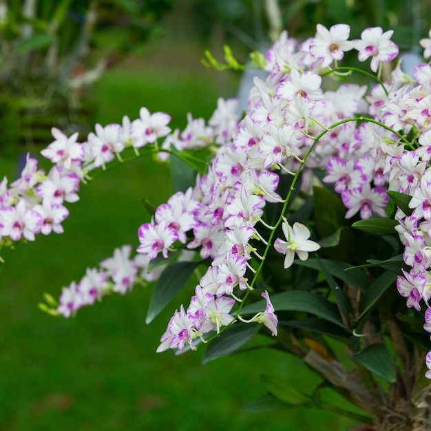 Foto close-up van roze bloeiende planten