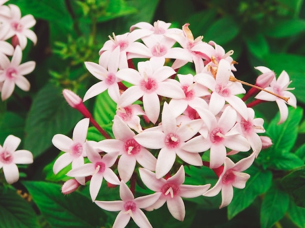 Foto close-up van roze bloeiende planten