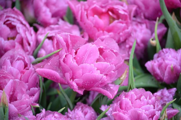 Foto close-up van roze bloeiende planten