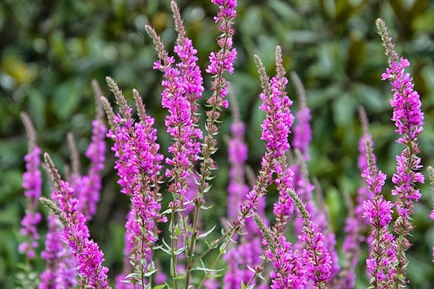 Foto close-up van roze bloeiende planten