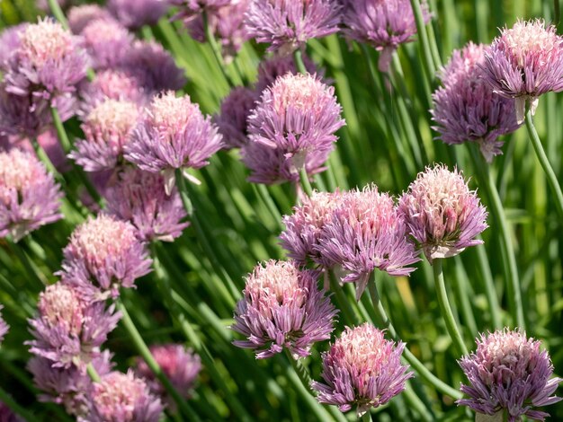 Foto close-up van roze bloeiende planten