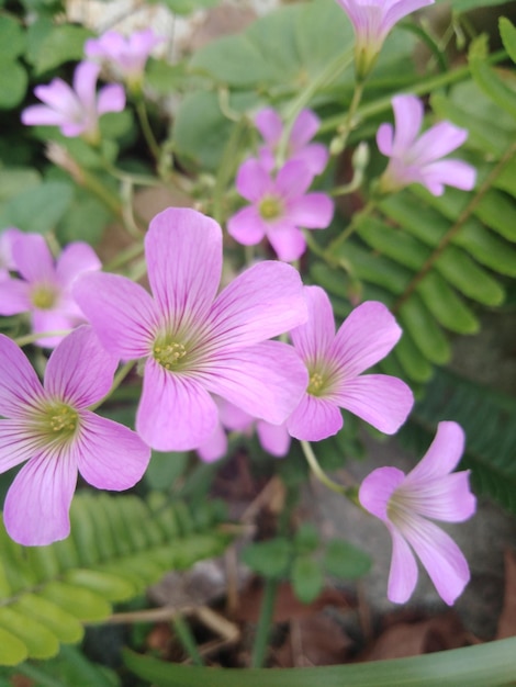 Close-up van roze bloeiende planten