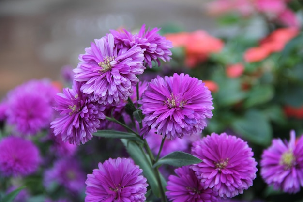 Close-up van roze bloeiende planten