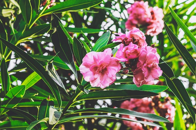 Foto close-up van roze bloeiende planten