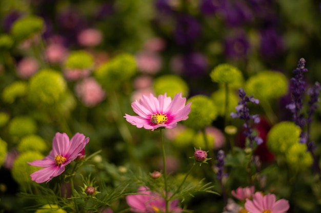 Close-up van roze bloeiende planten