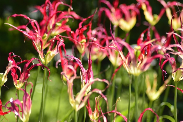 Close-up van roze bloeiende planten