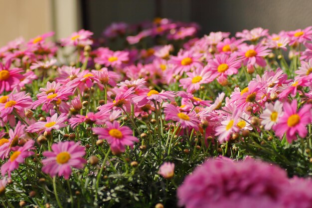 Foto close-up van roze bloeiende planten