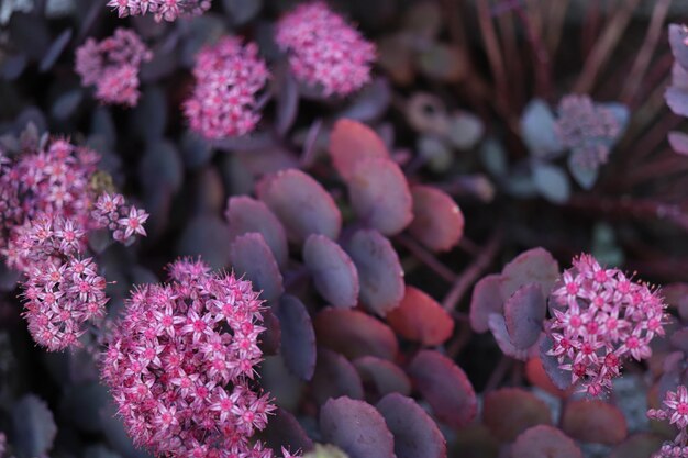 Foto close-up van roze bloeiende planten