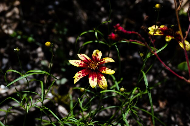 Foto close-up van roze bloeiende planten