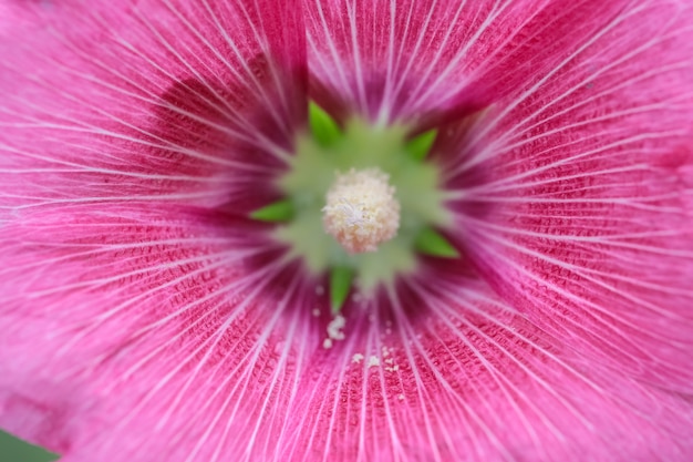close-up van roze bloem mooi voor liefde bruiloften achtergrond