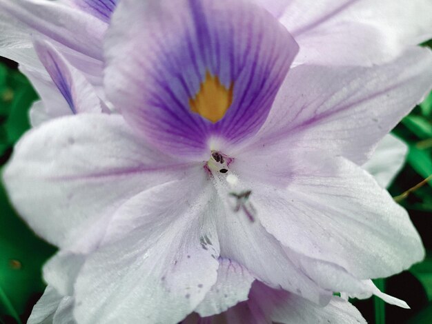 Close up van roze bloem op de weide in zonnige dag