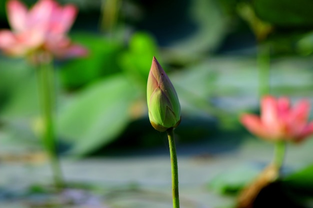 Close-up van roze bloem