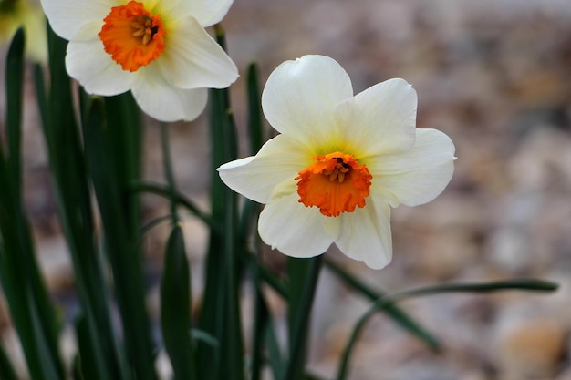 Close-up van roze bloem