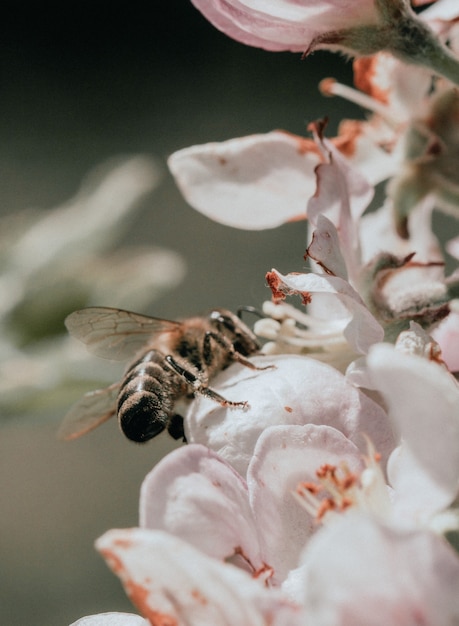 Foto close-up van roze bloem