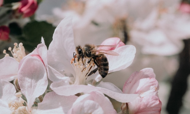 Foto close-up van roze bloem