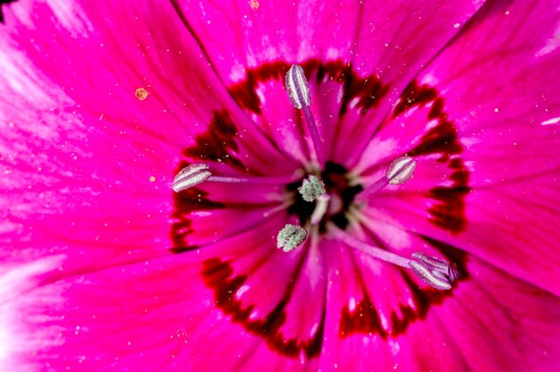 Close-up van roze bloemblaadjes