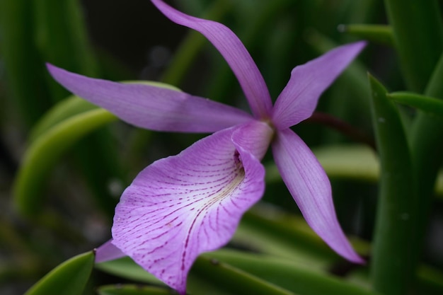 Close-up van roze bloembladorchideeën uit Singapore