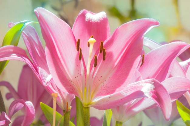 Foto close-up van roze bloemen die bloeien in het park