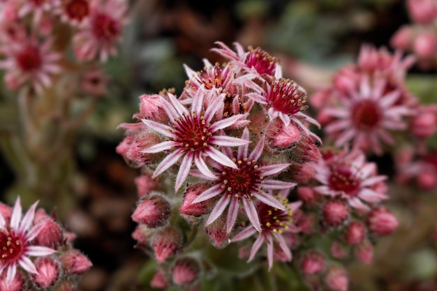 Close-up van roze bloemen die bloeien in het park