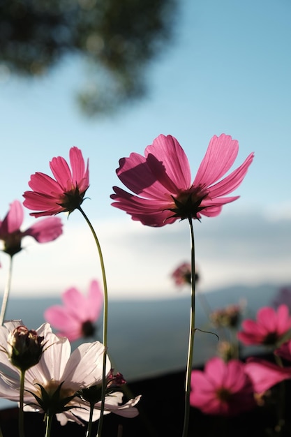 Foto close-up van roze bloemen die bloeien tegen de lucht