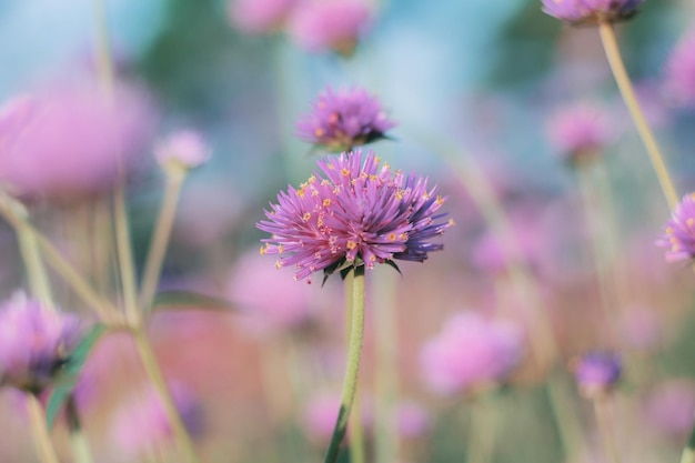 Close-up van roze bloemen die buiten bloeien