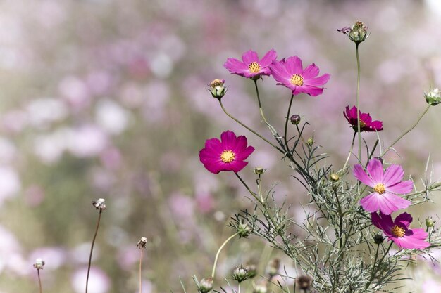 Foto close-up van roze bloemen die buiten bloeien