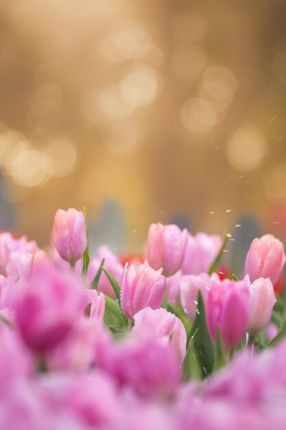 Close-up van roze bloemen die buiten bloeien