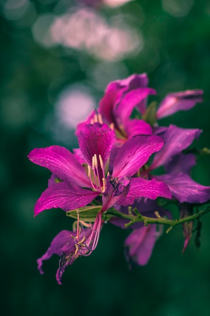 Close-up van roze bloemen die buiten bloeien