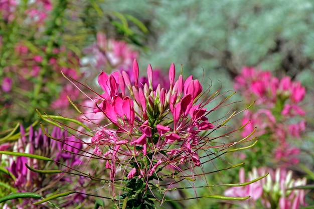 Foto close-up van roze bloemen die buiten bloeien