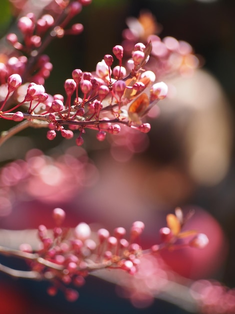 Foto close-up van roze bloemen die buiten bloeien