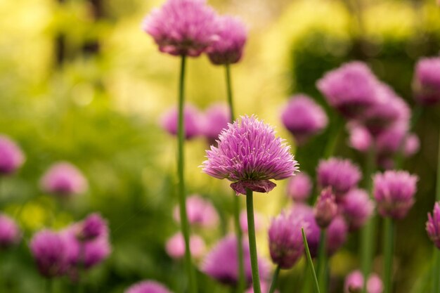 Foto close-up van roze bloemen die buiten bloeien