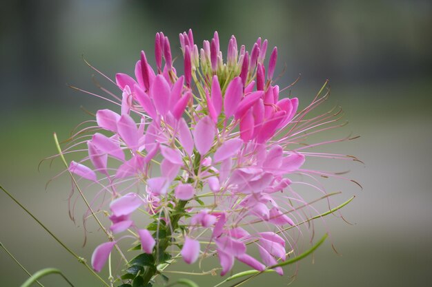 Foto close-up van roze bloemen die buiten bloeien