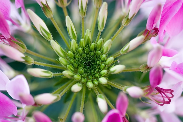 Foto close-up van roze bloemen die buiten bloeien