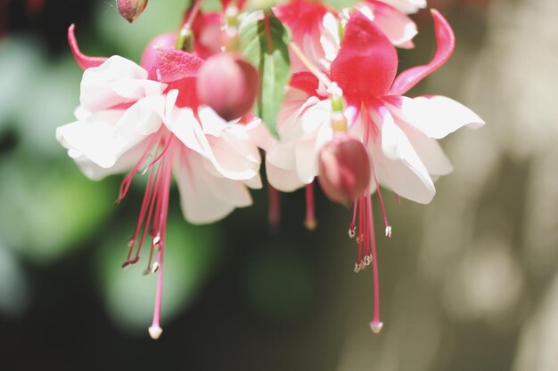 Foto close-up van roze bloemen die buiten bloeien