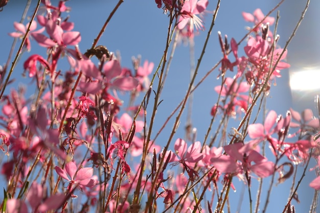 Foto close-up van roze bloemen die buiten groeien