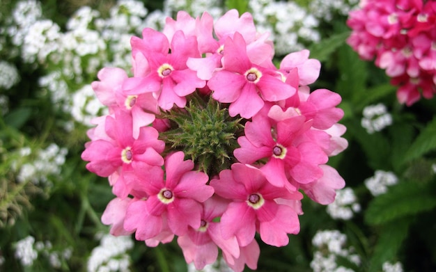 Close-up van roze bloemen die in het gazon groeien
