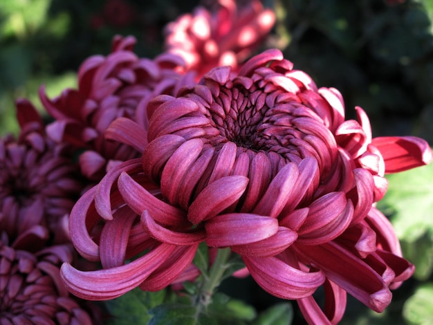 Close-up van roze bloemen die in het park groeien