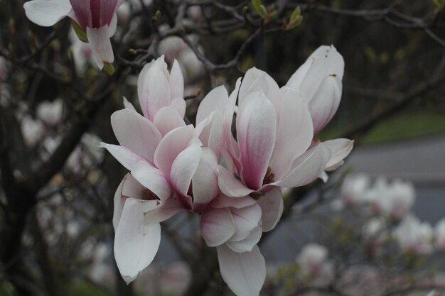 Foto close-up van roze bloemen die op een tak groeien