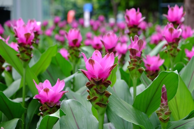 Close-up van roze bloemen die op planten groeien