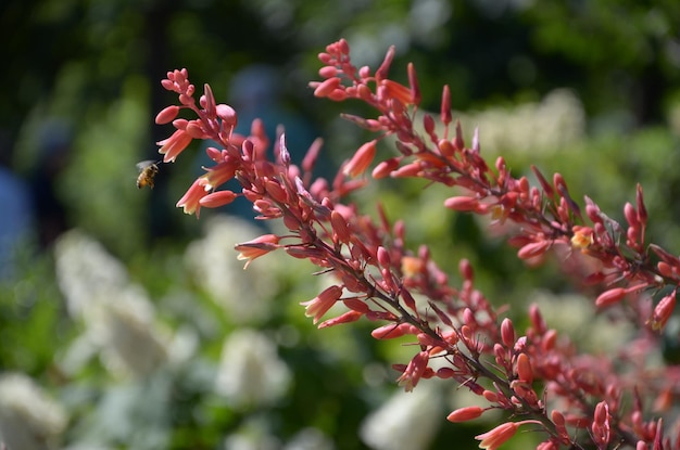 Foto close-up van roze bloemen in bloei tijdens een zonnige dag