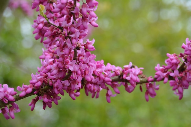 Close-up van roze bloemen op een boom