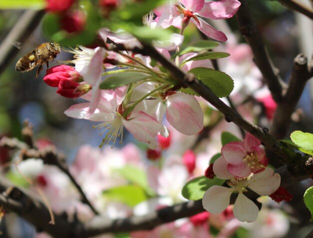 Foto close-up van roze bloemen op een boom