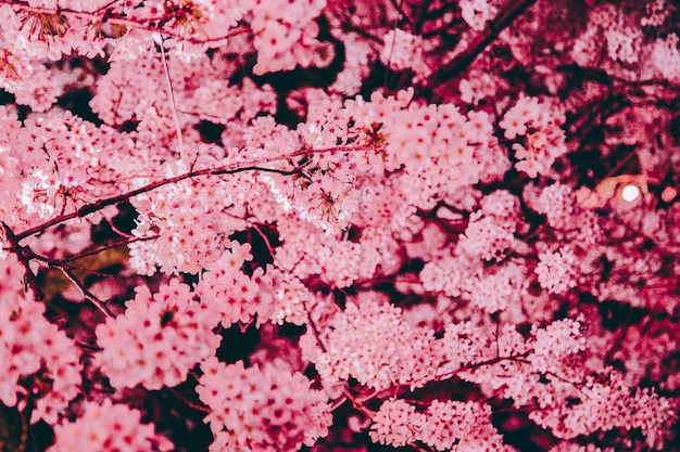 Foto close-up van roze bloemen op een boom