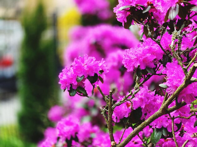 Close-up van roze bloemen op een tak