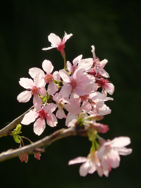 Foto close-up van roze bloemen op een tak