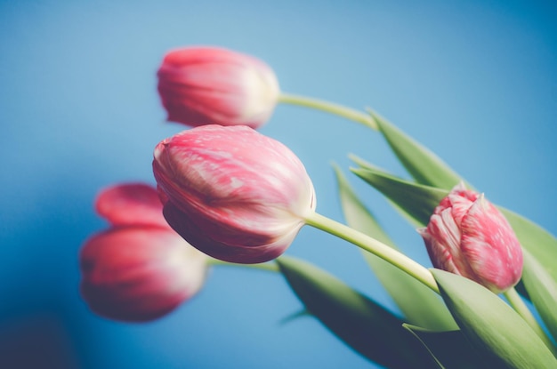 Close-up van roze bloemen tegen blauwe achtergrond