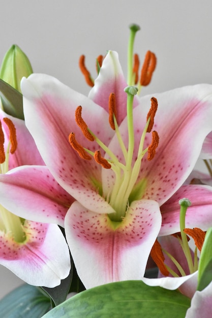 Close-up van roze bloemen tegen de muur